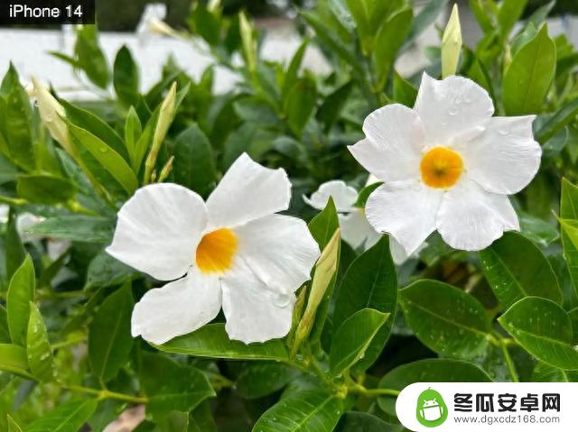 从5999元降至4999元，6.1英寸屏+苹果A15芯片，苹果手机跌至新低