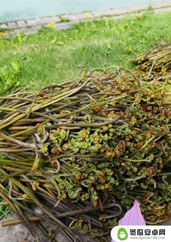 华西中毒专家提醒：上春山采摘野菜需谨慎，避免误食有毒植物