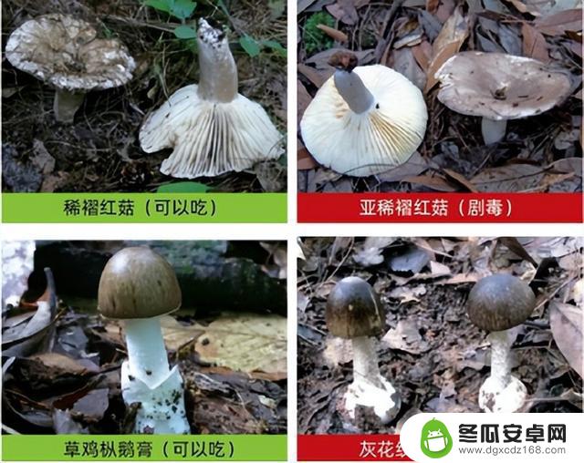 华西中毒专家提醒：上春山采摘野菜需谨慎，避免误食有毒植物