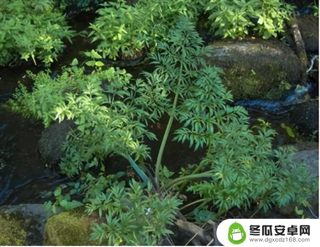 华西中毒专家提醒：上春山采摘野菜需谨慎，避免误食有毒植物