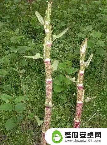 华西中毒专家提醒：上春山采摘野菜需谨慎，避免误食有毒植物