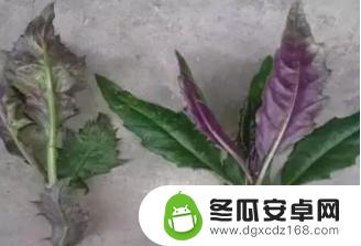 华西中毒专家提醒：上春山采摘野菜需谨慎，避免误食有毒植物