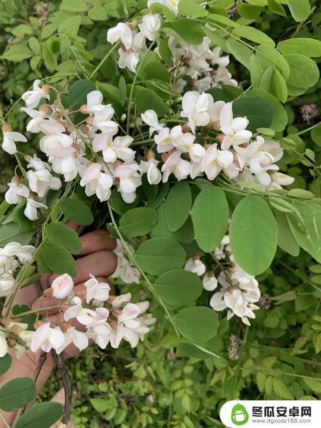 华西中毒专家提醒：上春山采摘野菜需谨慎，避免误食有毒植物