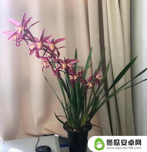 抖音兰花介绍文案(抖音主页介绍文案)